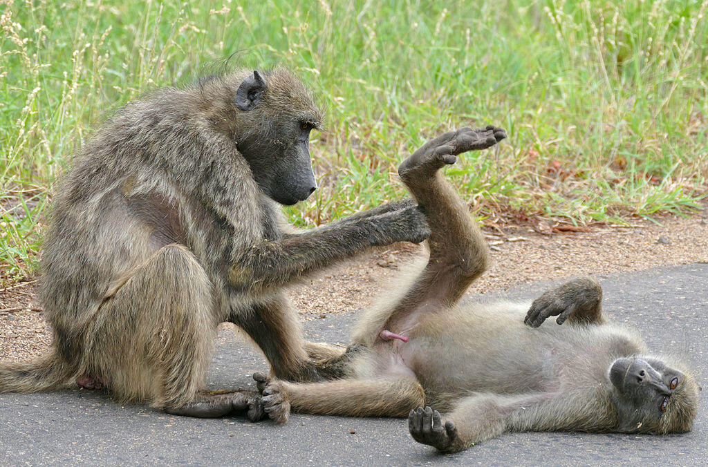 ¿Algunos primates están programados para el acoso sexual?