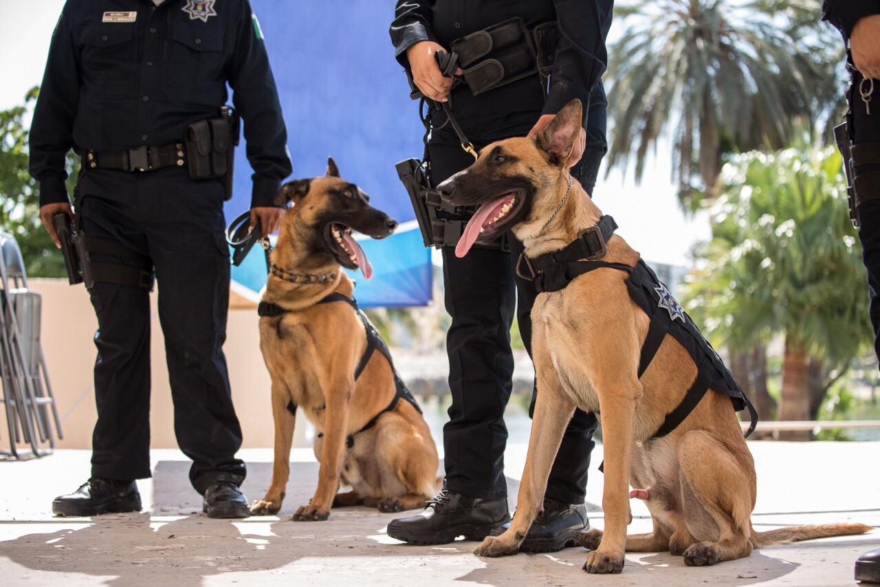 Refuerzan Unidad Canina de la Policía Municipal
