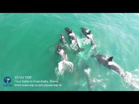 ¡Insólito! Drone capta en video a unas orcas cazando a una ballena enana