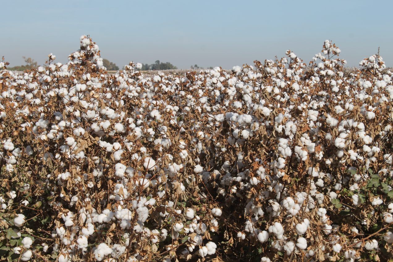 Supera cosecha algodonera una producción de 185 mil pacas