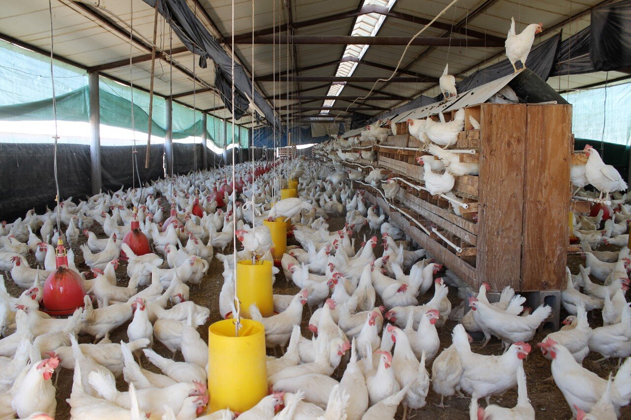 Inspeccionan granjas avícolas en busca de influenza aviar