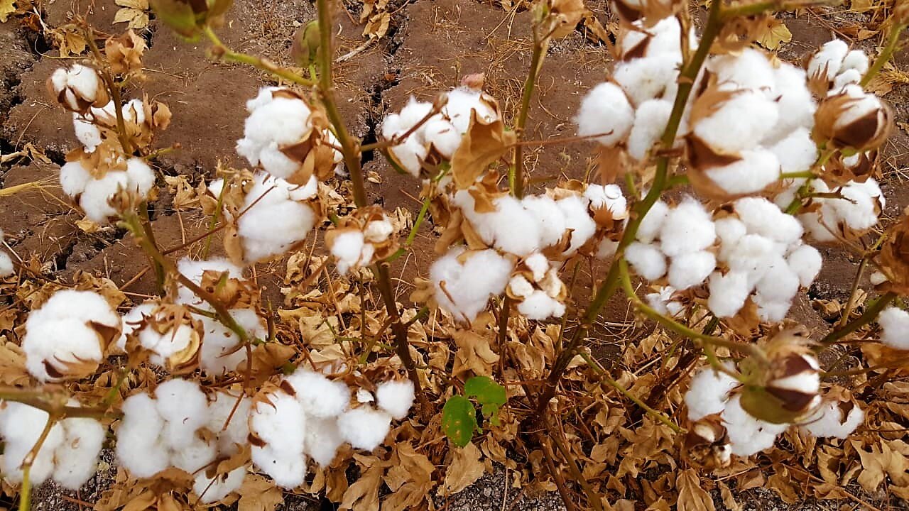 Nancy Sánchez pide se permita comprar semilla de algodón genéticamente modificado