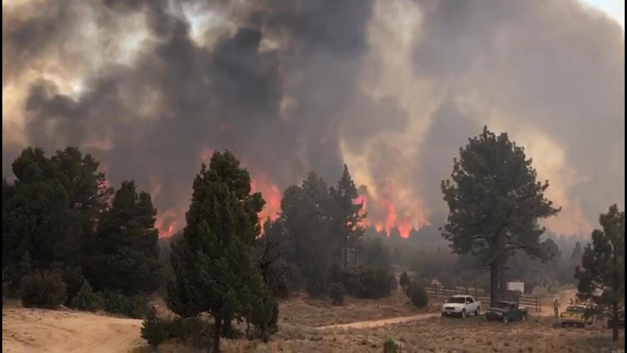 Combaten incendio forestal en Sierra de Juárez