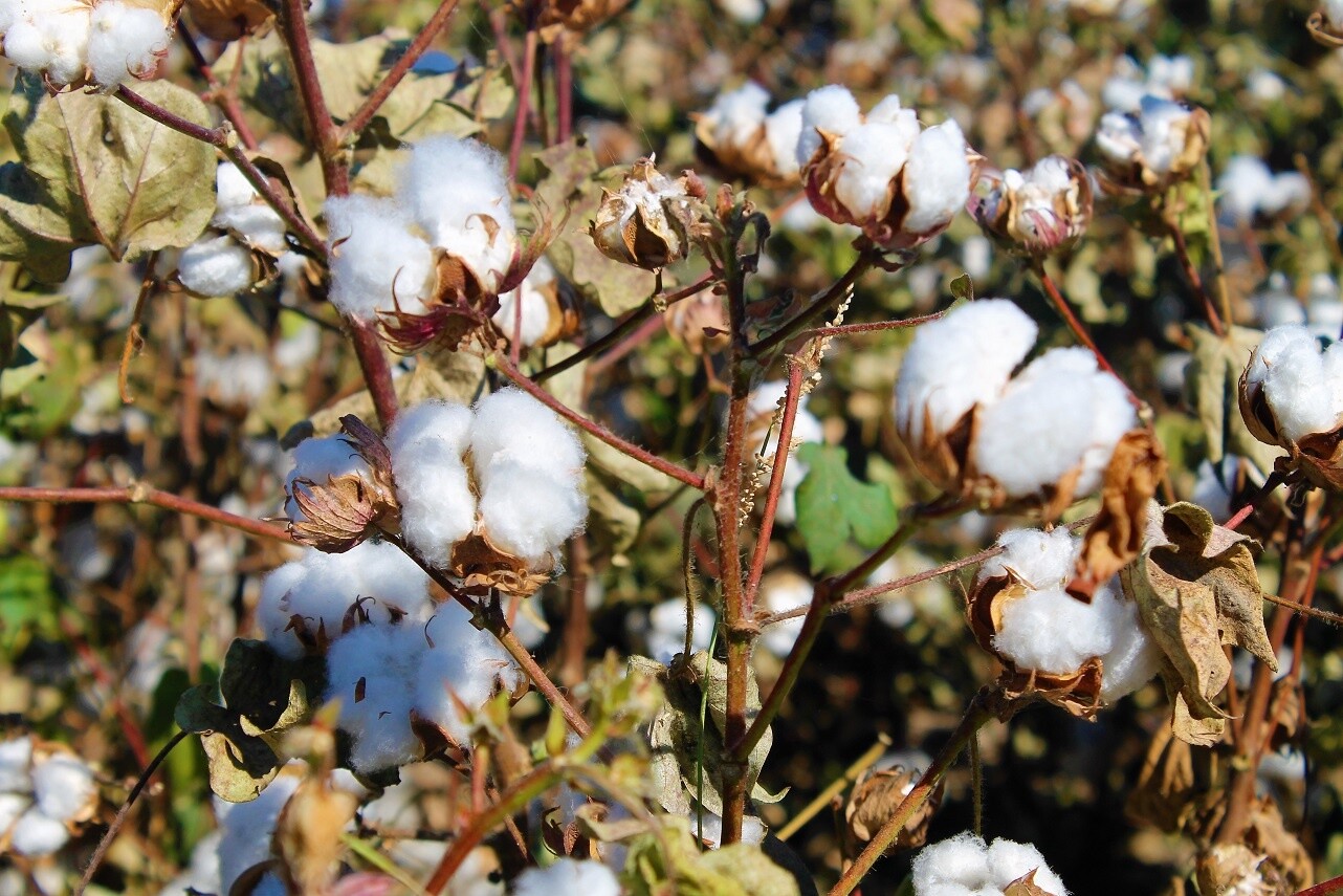 Arroja cosecha la producción de 50 mil 438 pacas de algodón