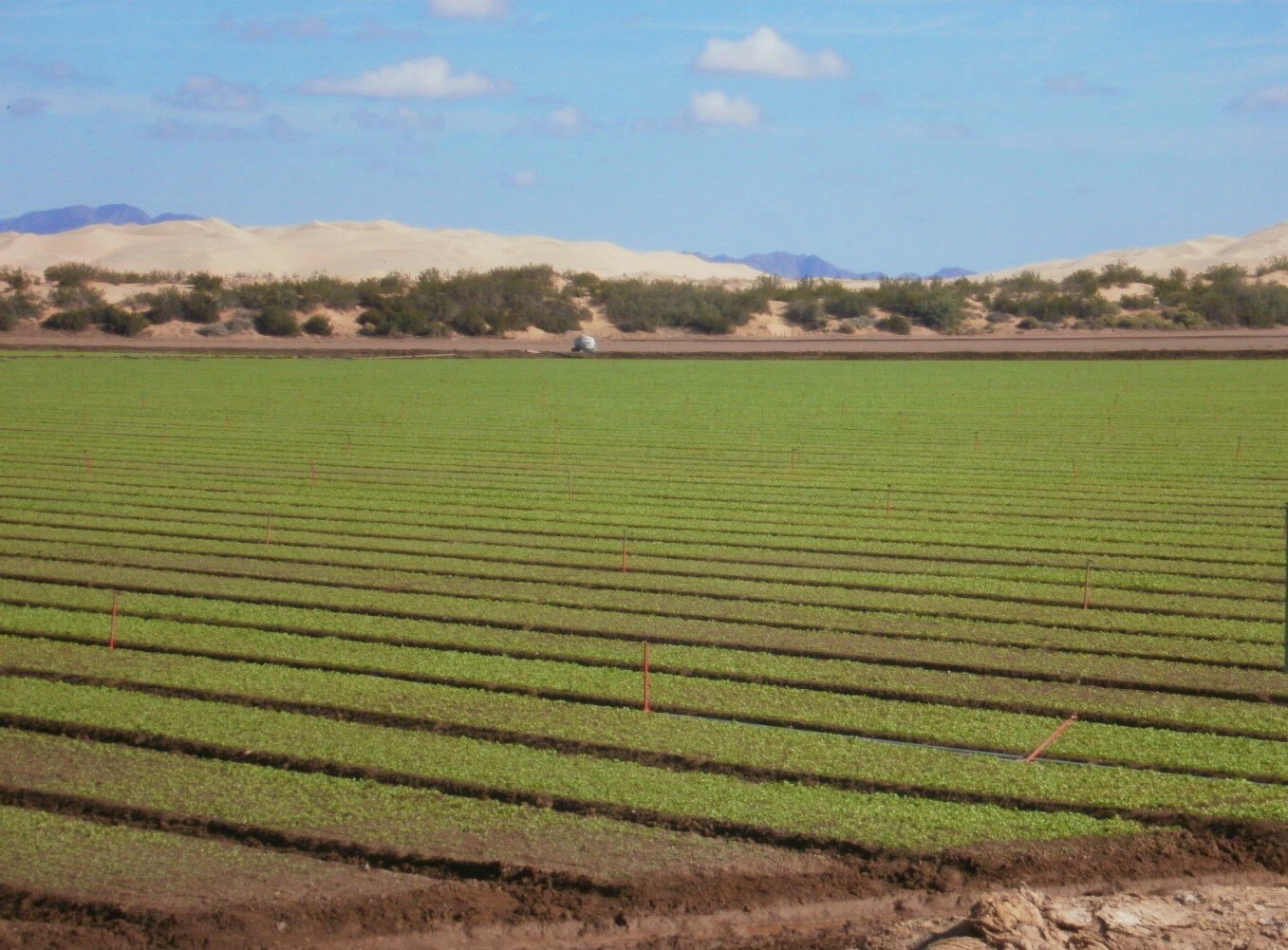 Aumentan siembras de hortalizas del OI 2020-2021 en el Valle de Mexicali