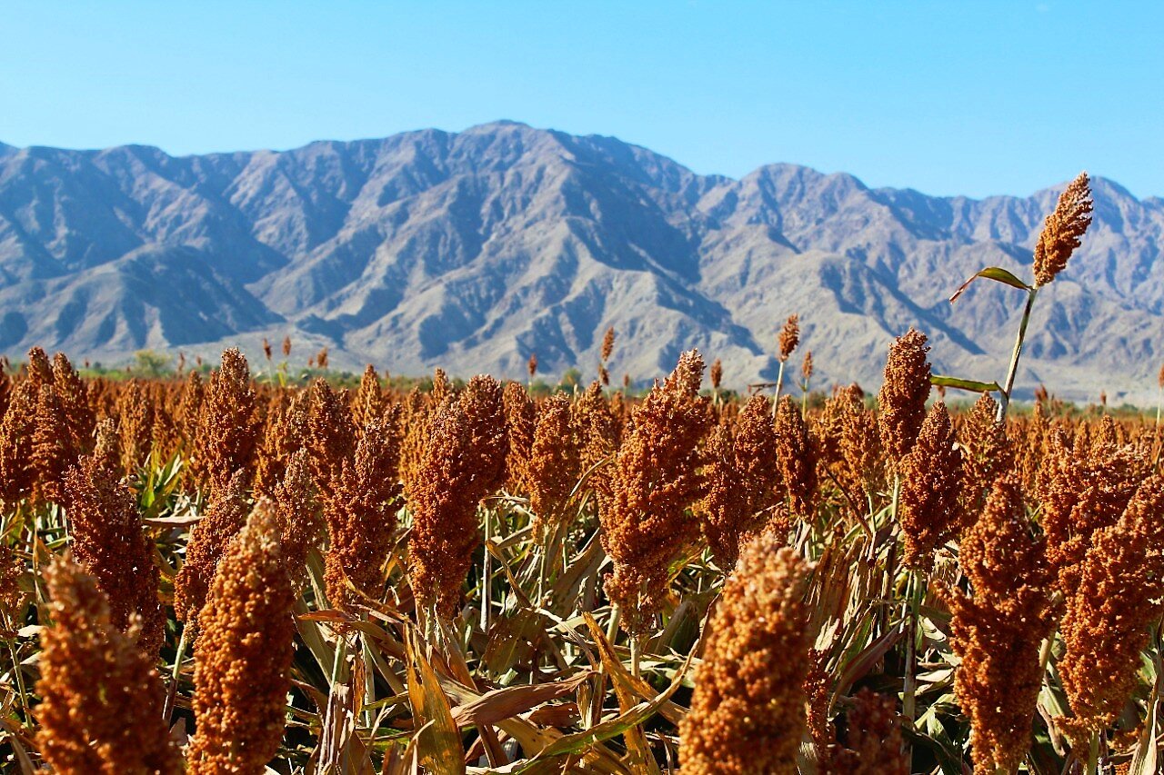 Reportan avance del 58% la cosecha de sorgo grano en el Valle de Mexicali