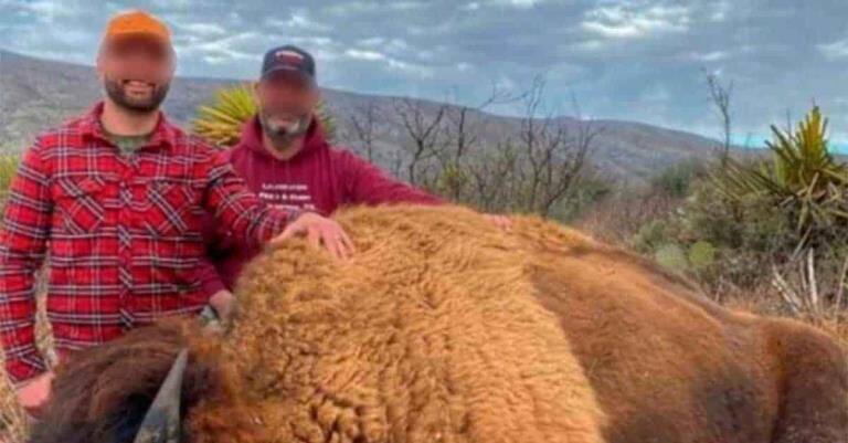 Autoridades investigan fotos de la caza del bisonte; no hay permisos, afirman