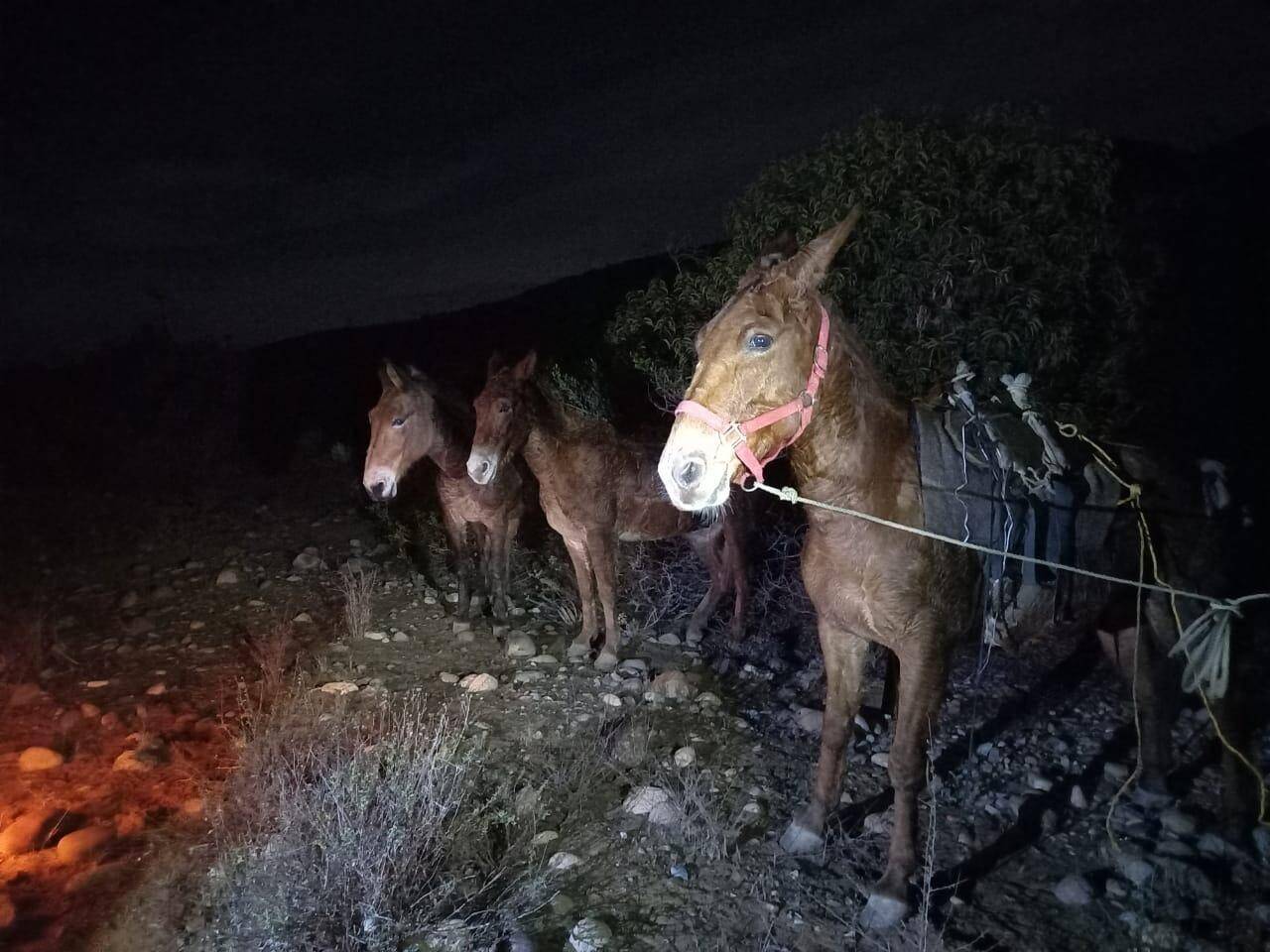 Decomisan “ladrillos” de marihuana que burros transportaban por Ensenada