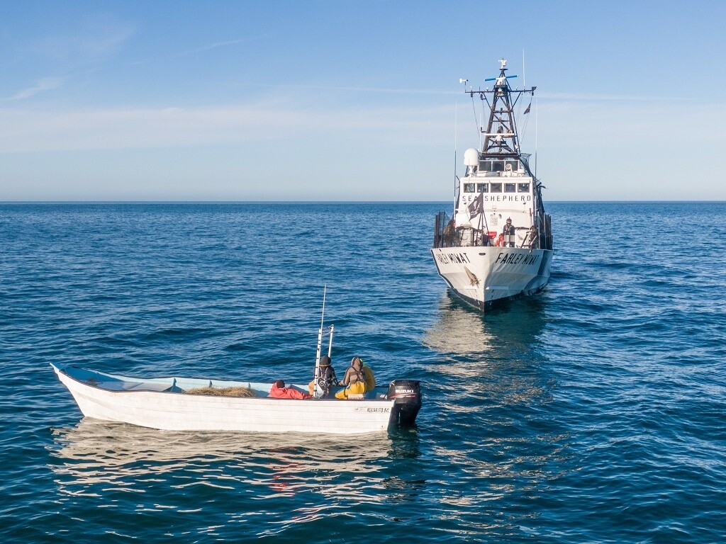 Sea Shepherd debe salir del Alto Golfo: Salvador Minor