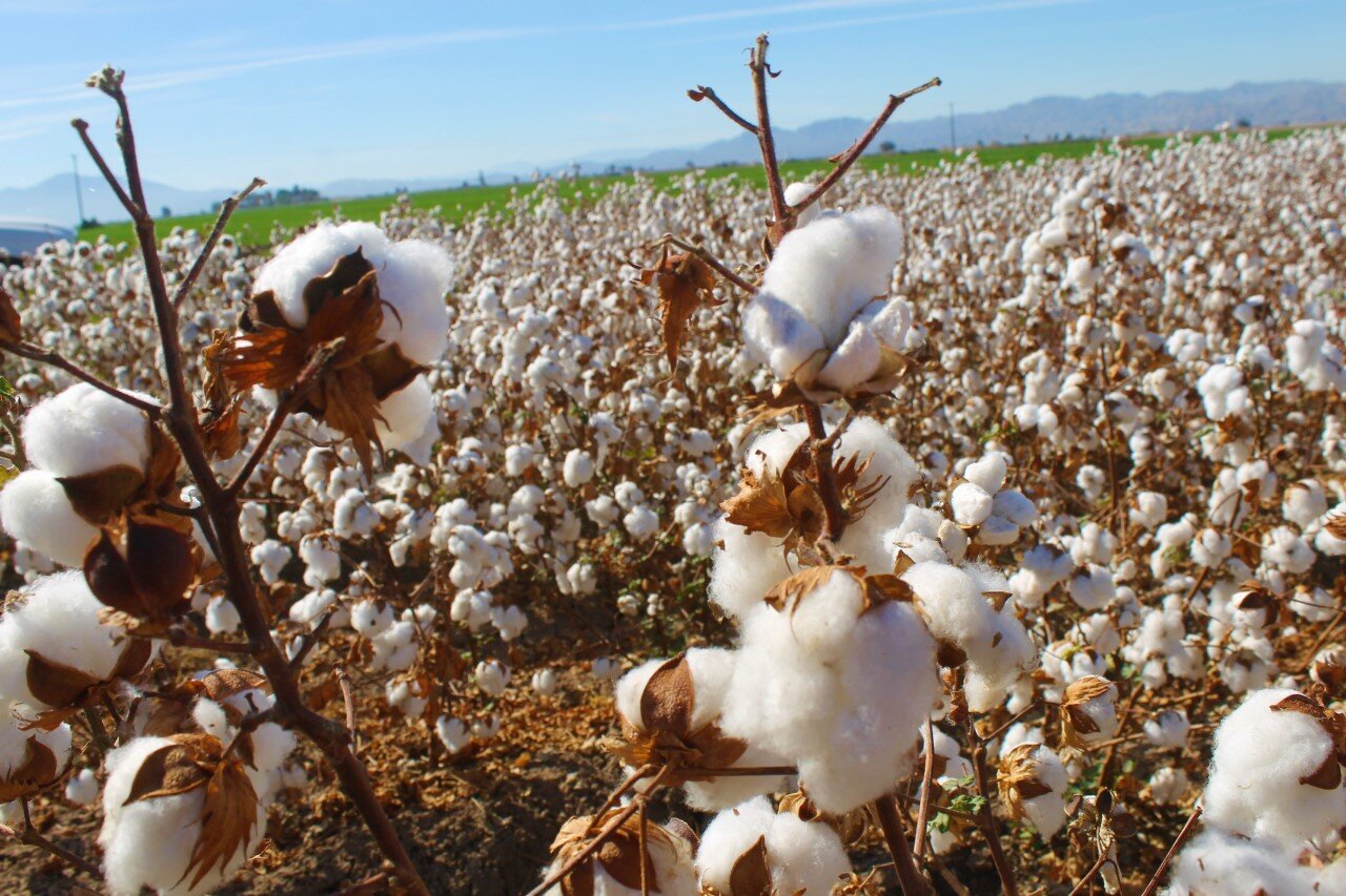 Inició siembra del cultivo algodonero 2021 en el Valle de Mexicali