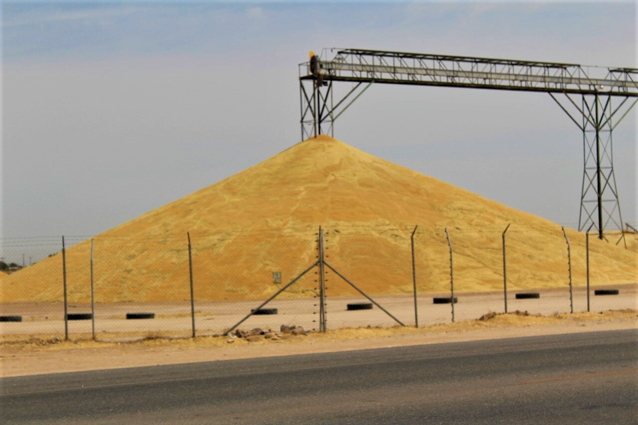 Avanza la cosecha de la semilla de trigo en la región