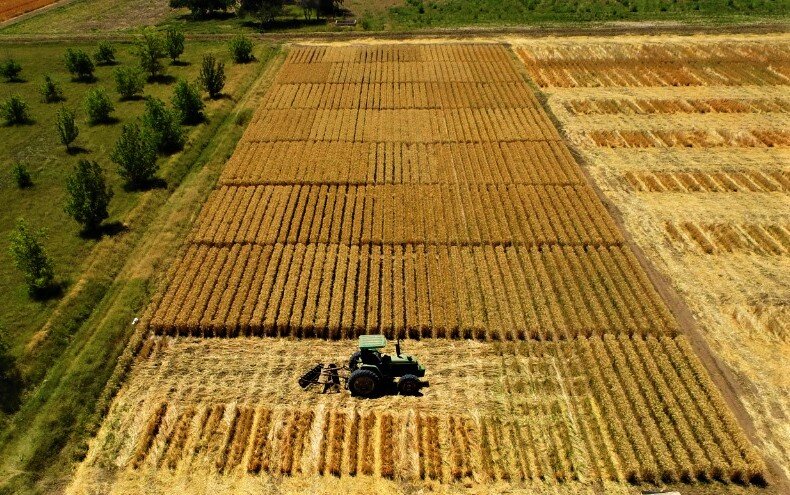 Utilizan drones en el Valle de Mexicali para inspeccionar semilla certificada de trigo