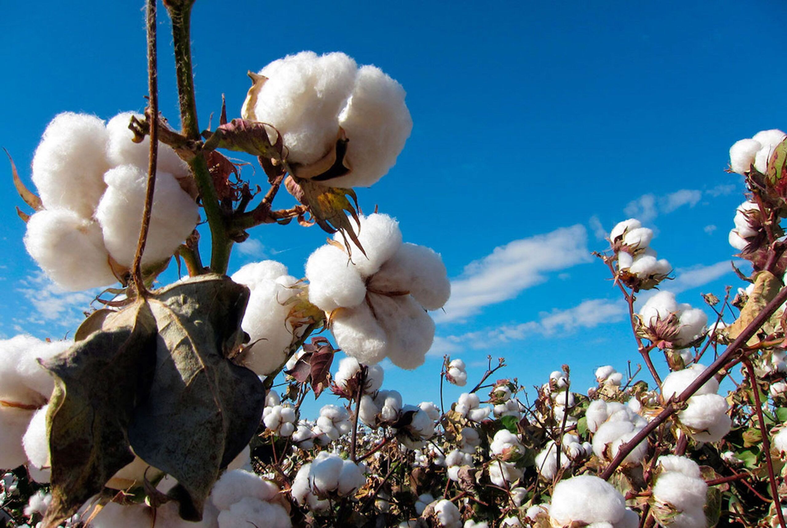 Comienzan siembras de algodón en el Valle de Mexicali