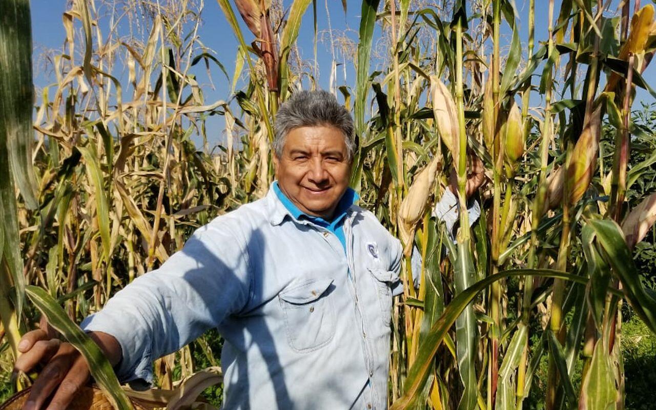 Ofrece Agricultura nuevas y mejores variedades de maíz