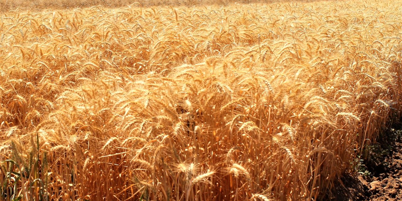 Mil 576 has. sembradas para la producción de semilla de trigo en Mexicali y SLRC
