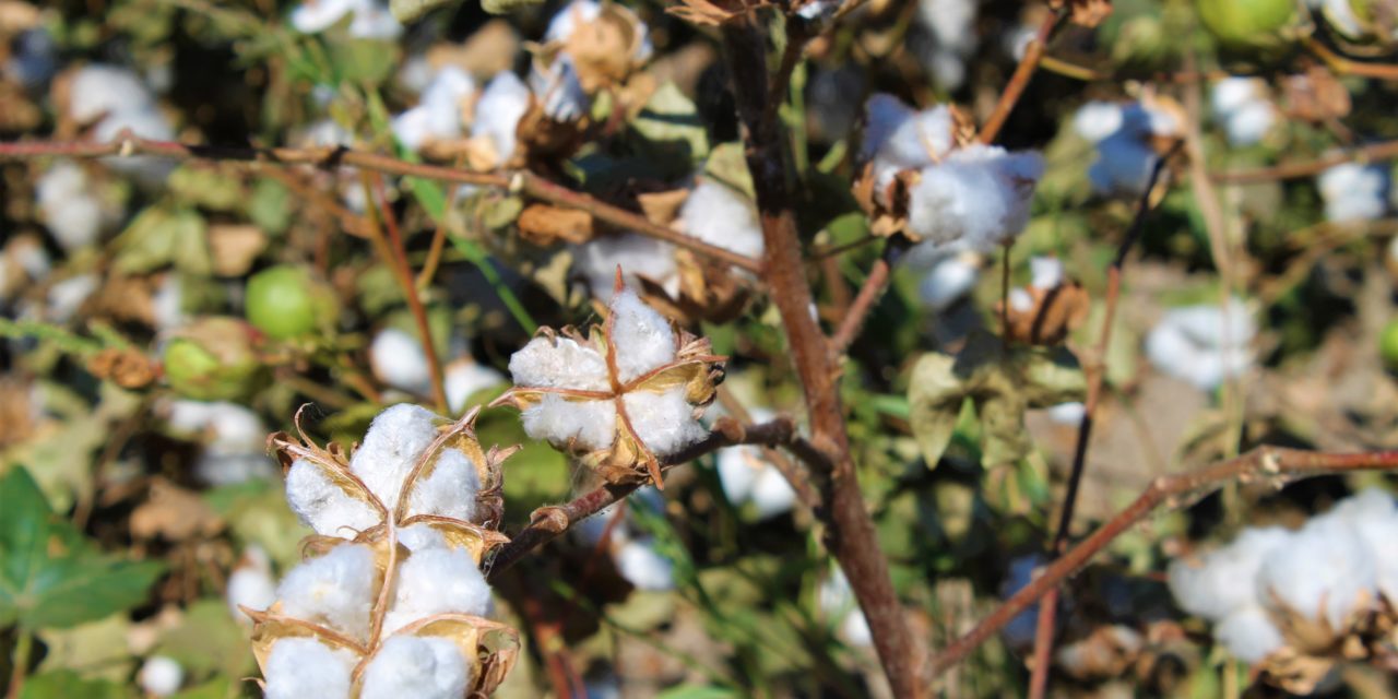 Expiden permisos para sembrar 13 mil 276 has. de algodón