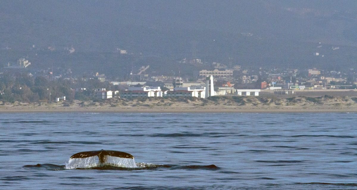 Continúa avistamiento de ballenas en Bahía de Todos los Santos