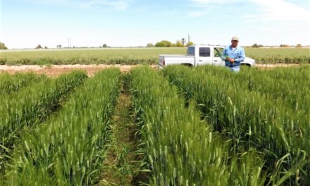 Buen desarrollo vegetativo el cultivo de semilla de trigo