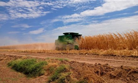 Presenta avances la cosecha de maíz en el Valle de Mexicali