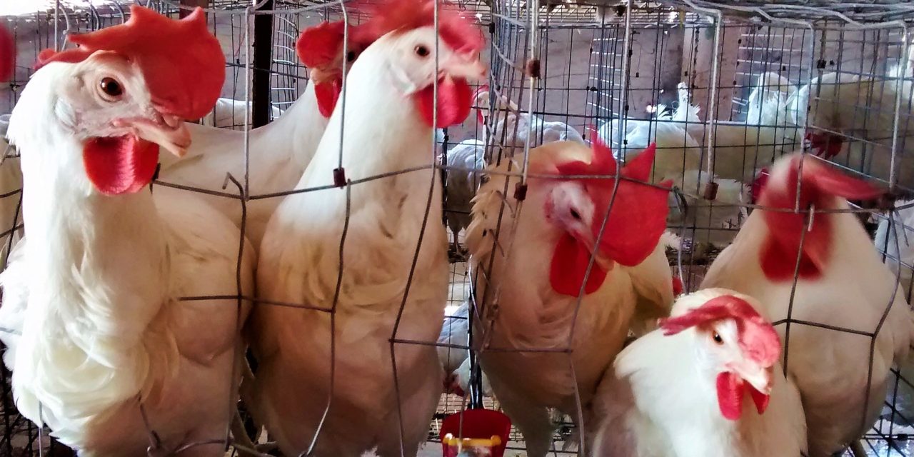 Alertan por brotes de influenza aviar en Arizona y California