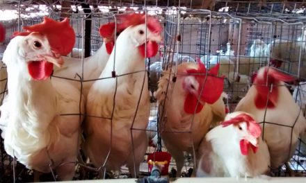 Alertan por brotes de influenza aviar en Arizona y California