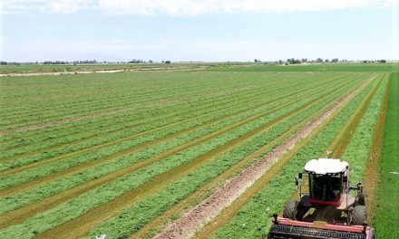Más de 600 mil tons. de alfalfa producidas en el Valle de Mexicali