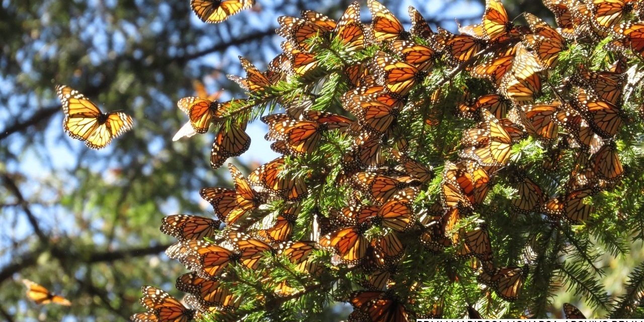 <strong>Inicia llegada de la mariposa Monarca a santuarios mexicanos</strong>