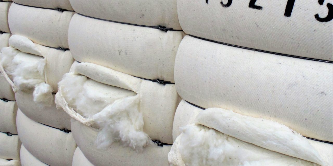 Van cosechadas 102 mil 699 pacas de algodón en el Valle de Mexicali