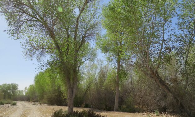 Avanza restauración ecológica del delta del Río Colorado