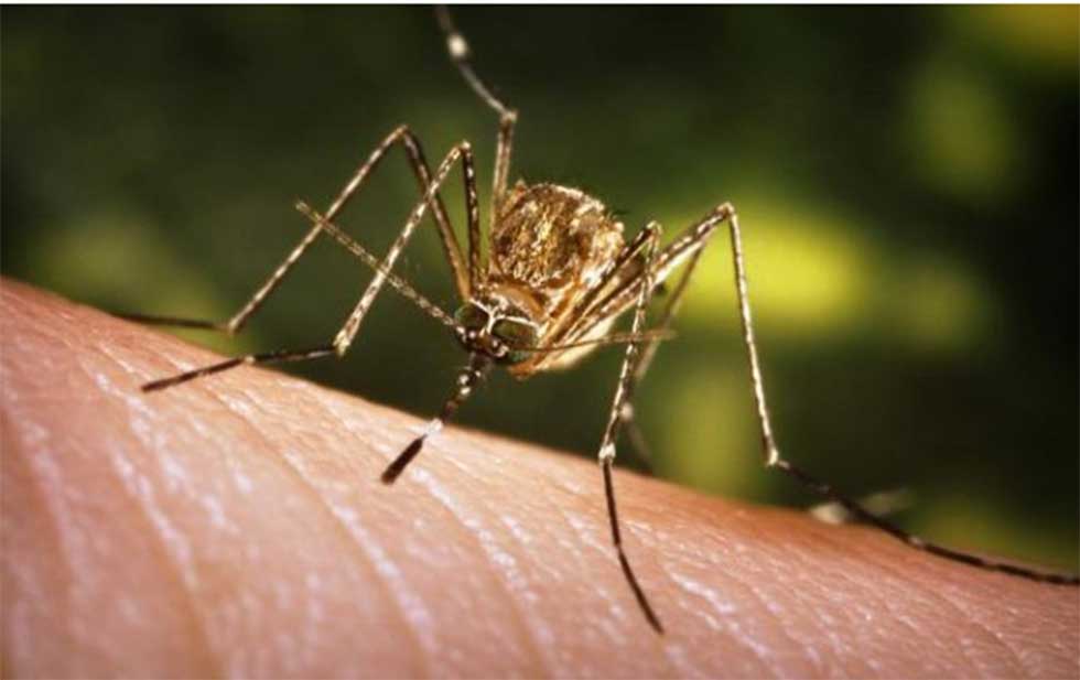 En Imperial detectan mosquito de encefalitis