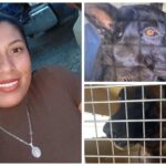 Perros de San Felipe causan la muerte de mujer